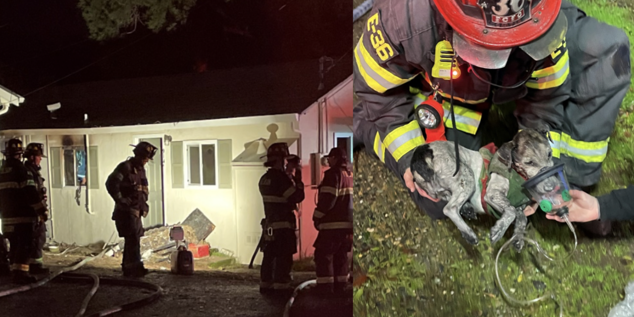 Folsom firefighters rescue dog and save burning home