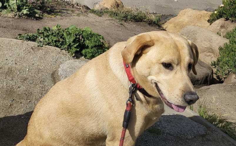 Information sought on hit and run that killed labrador while being walked on leash