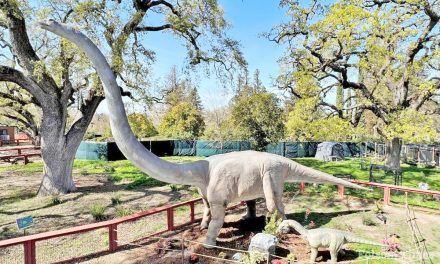 Dinosaurs have descended throughout the Sacramento Zoo