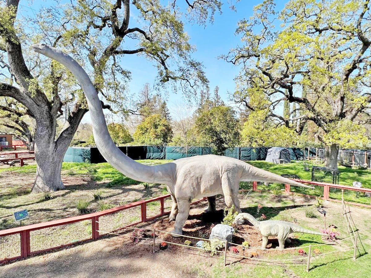 Dinosaurs have descended throughout the Sacramento Zoo