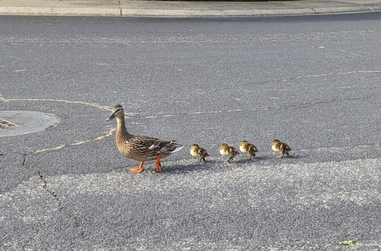 Folsom CAPS jump in to rescue ducklings in distress