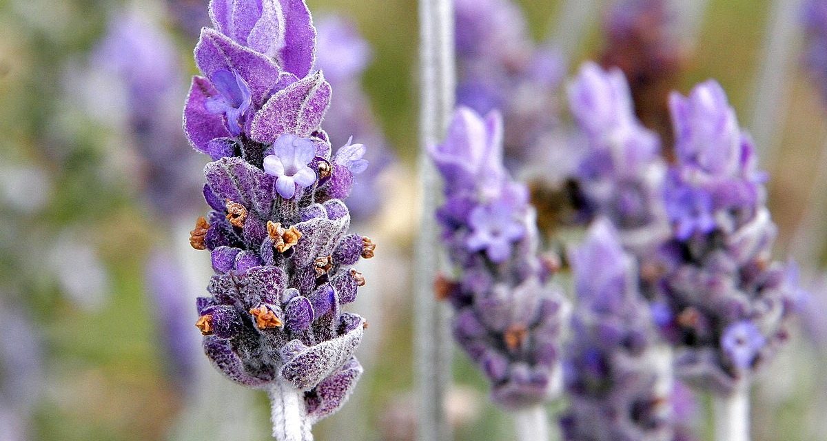 Murer House Gardens to host annual Lavender Day