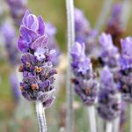 Murer House Gardens to host annual Lavender Day