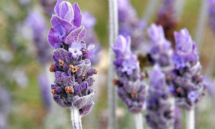 Murer House Gardens to host annual Lavender Day