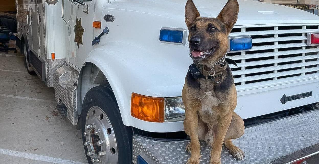 Folsom Police K9 detects loaded firearm during Historic District traffic stop