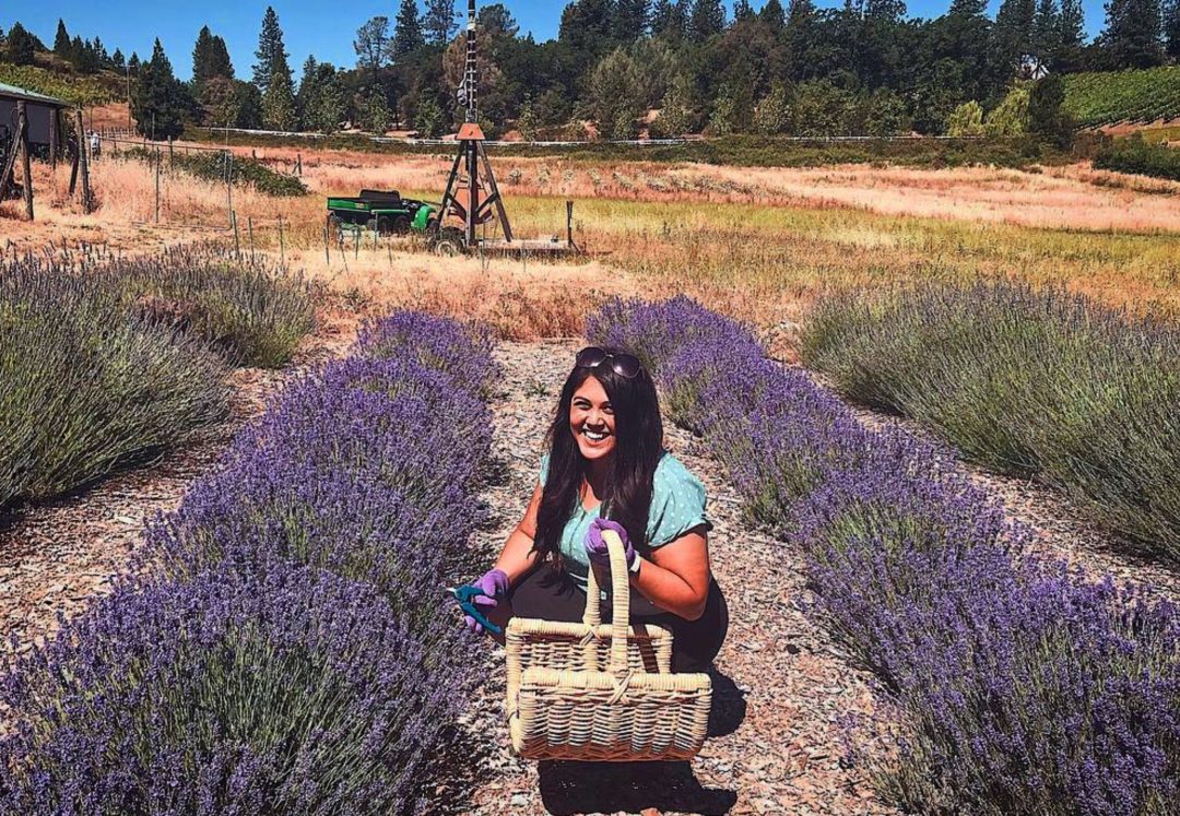 Lavender Blue Harvest Days: Bluestone Meadow and Other Apple Hill Grower Farms