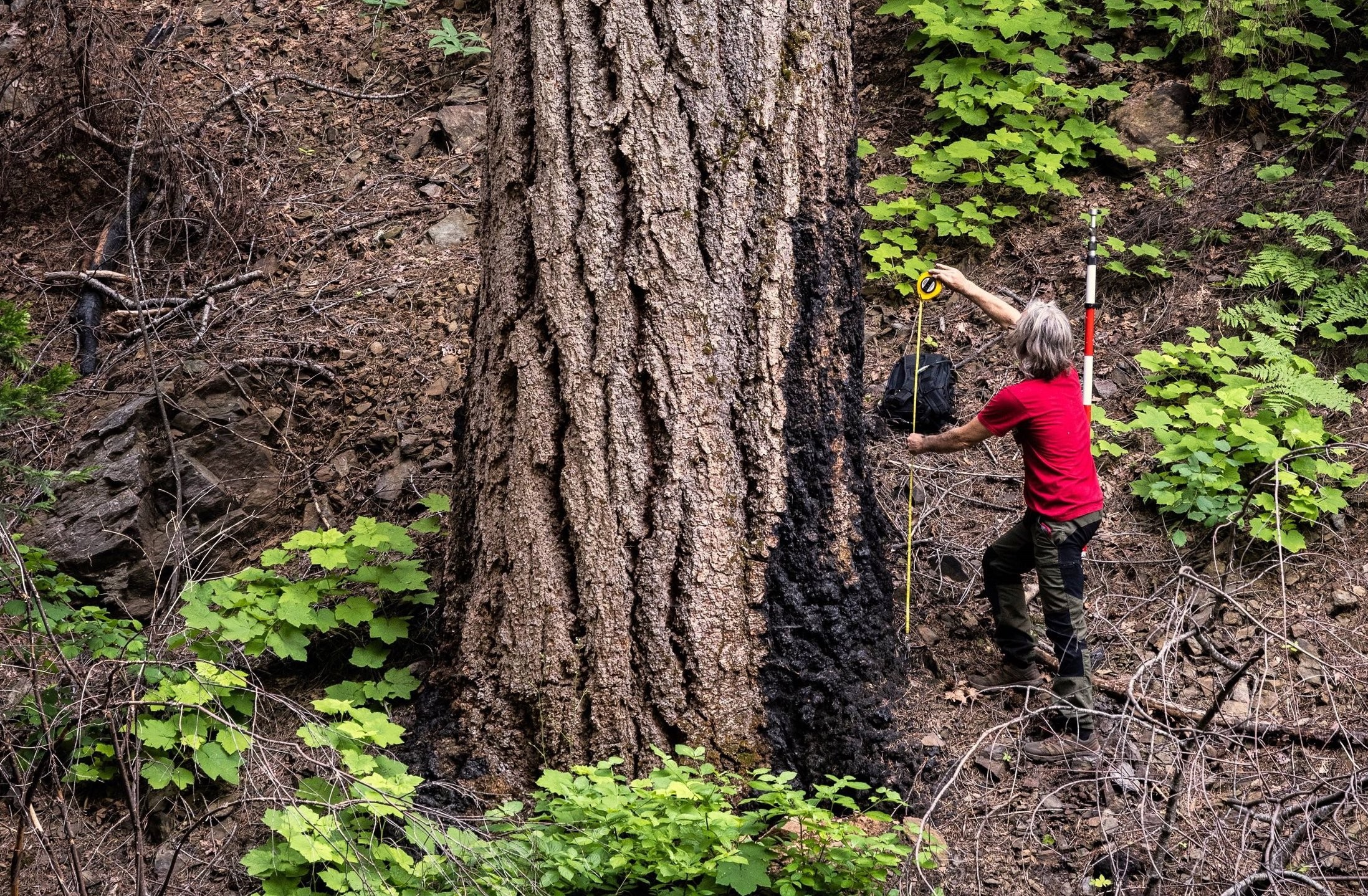 World Record tall white fir found in Caldor Fire burn scar