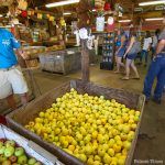 A Labor Day tradition: Apple Hill opens what looks to be a fruitful season
