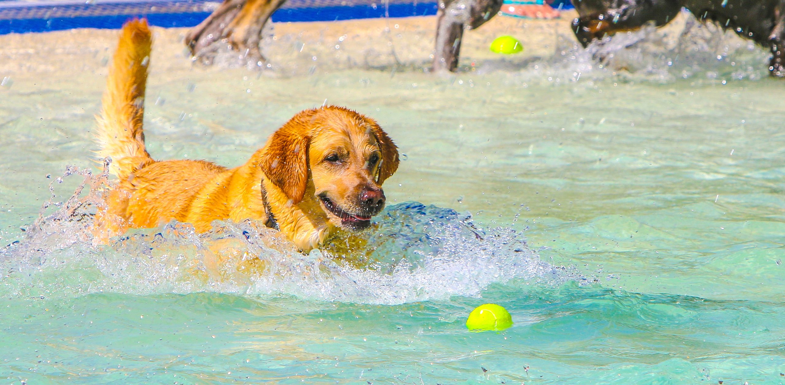 Unleash the fun at Folsom’s Bark and Splash Saturday