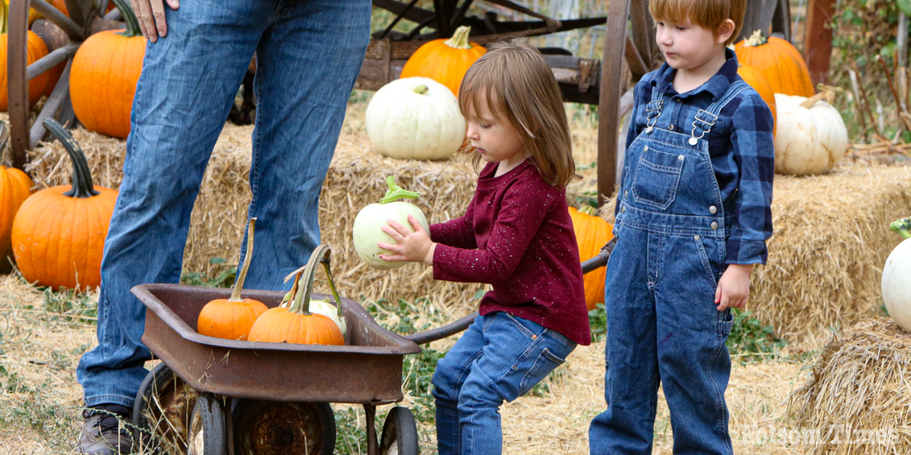 A harvest of tradition: Zittel Farms opens its gates for 49th pumpkin season