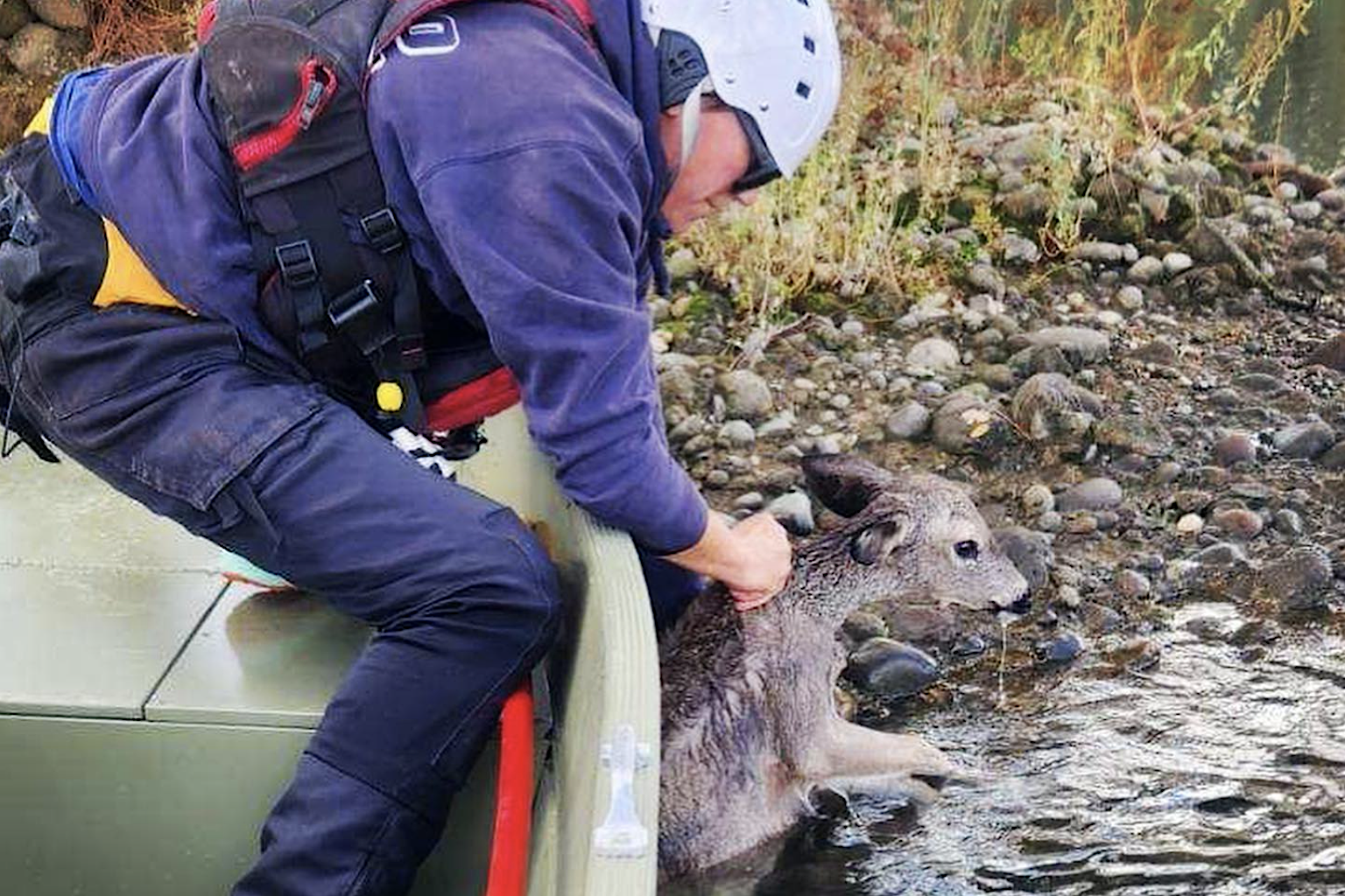 Firefighters spot, rescue struggling fawn from waters of Lake Natoma