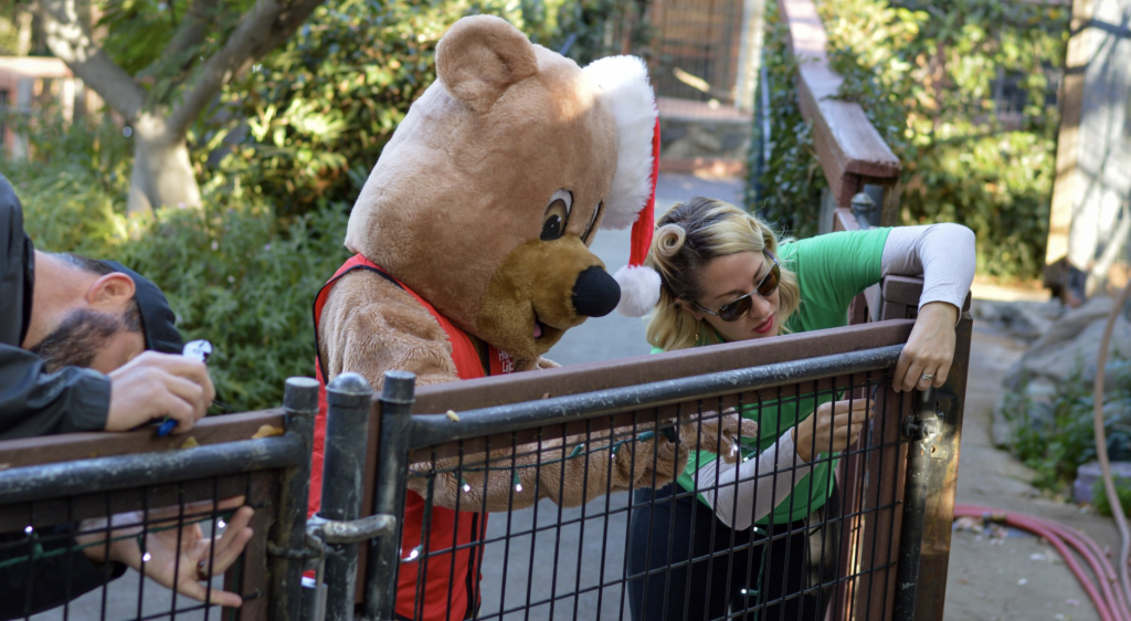 Folsom Zoo Volunteers Busy Preparing For Wild Nights And Holiday Lights