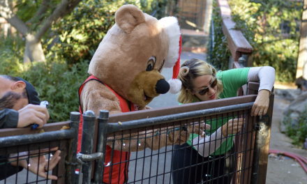 Folsom Zoo volunteers busy preparing for Wild Nights and Holiday Lights opener