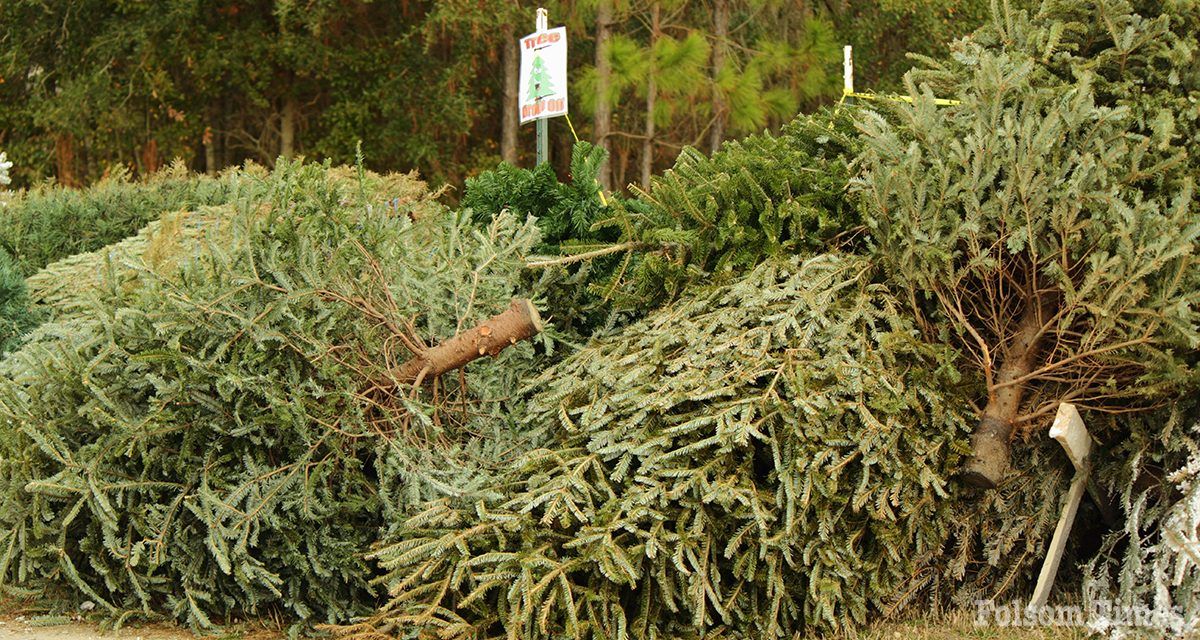 SMUD partners with area Scouts to recycle local Christmas trees 