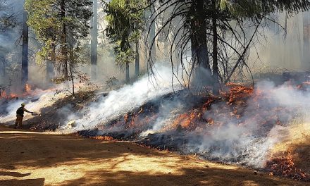 Twenty-year study confirms forests are healthier when burned or thinned