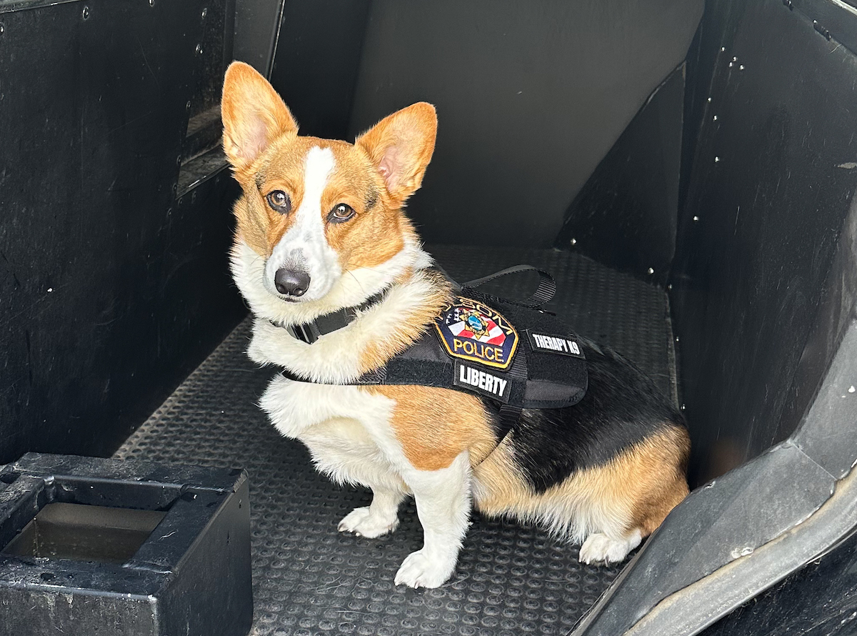 Meet Liberty, the Folsom Police Department’s first therapy dog