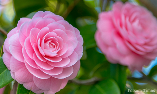 Annual Folsom Camellia show set to bloom Feb. 24