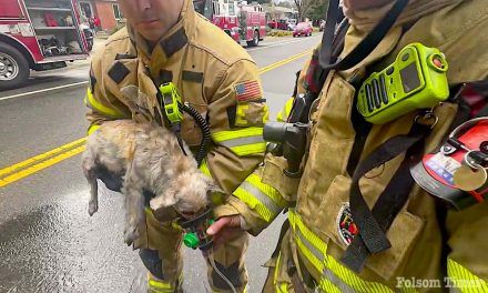 Metro, Folsom firefighters rescue family dog from burning Orangevale home 