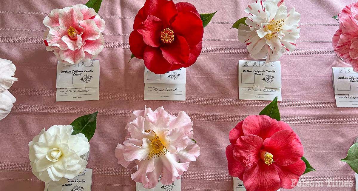 Camellia Show blooms at Folsom’s Murer House Saturday