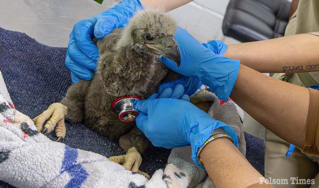 Image for display with article titled Baby Eagle Doing Well After Being Rescued From Fall Near Lake Natoma