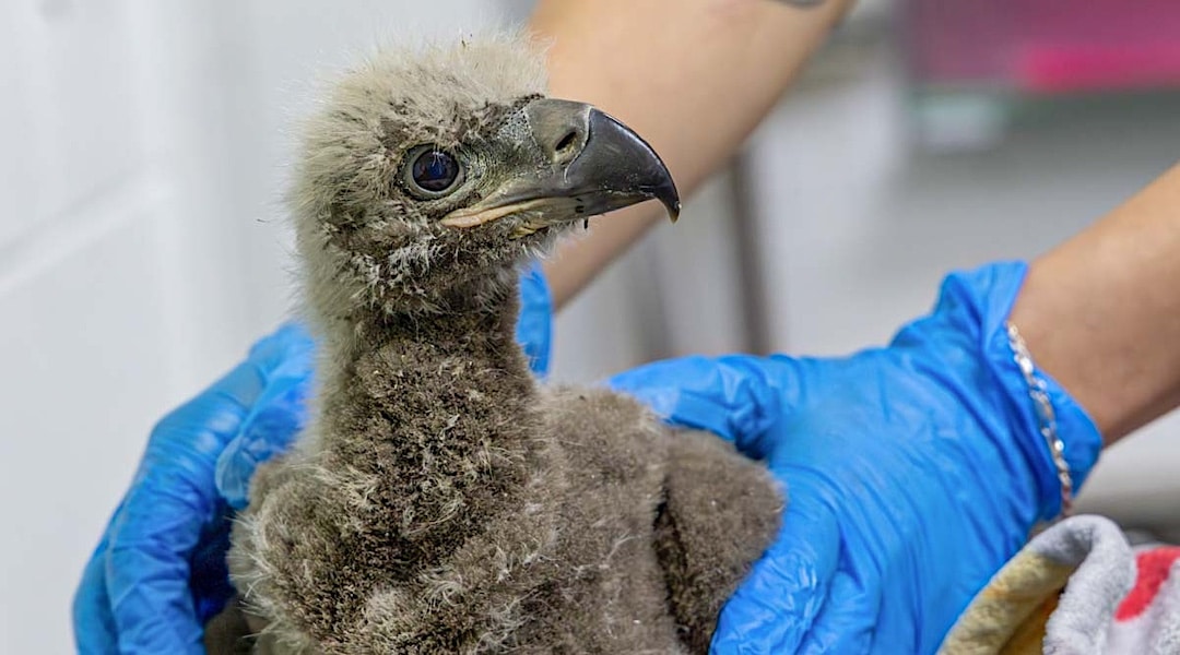 Baby eagle doing well after being rescued from fall near Lake Natoma