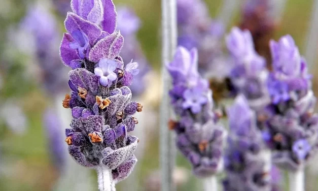 It’s all about the Lavender this Saturday at Folsom’s Murer House