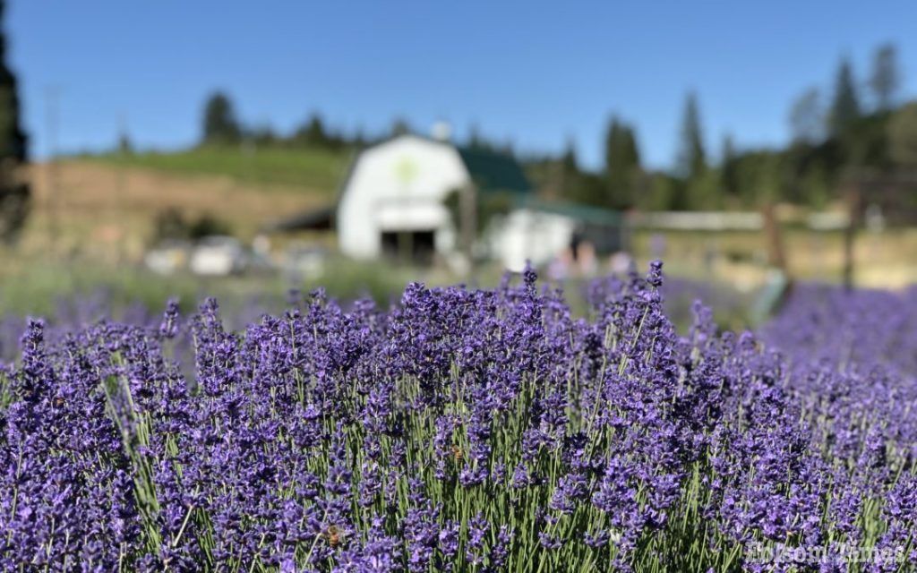 Lavender Blue Harvest Days begin this week in Apple Hill