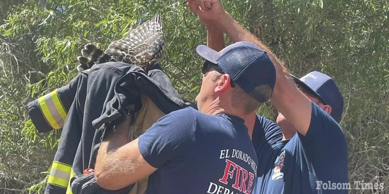 Firefighters rescue hooked Hawk at Browns Ravine 