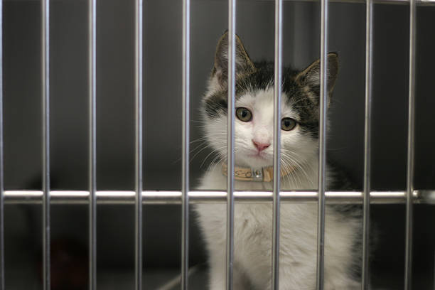 Image for display with article titled Sac County Animal Shelter Offers No Cost Adoptions Through July