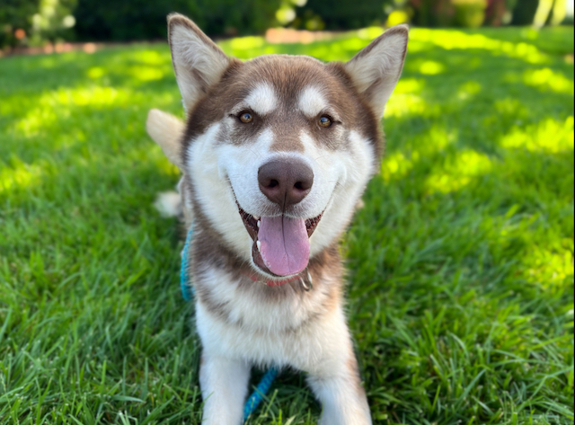 Shelter Pet Spotlight: Redford is an affectionate Husky