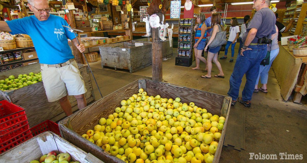 A Labor Day weekend tradition: Apple Hill opens 2024 season