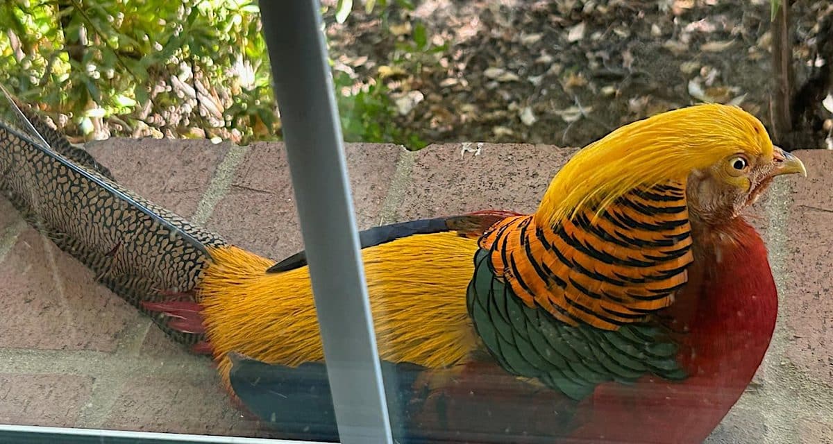 Boaz the wayward Folsom Pheasant reunited with his family 