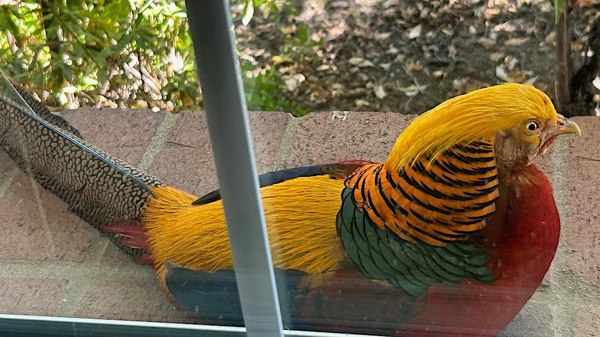 Boaz the wayward Folsom Pheasant reunited with his family 