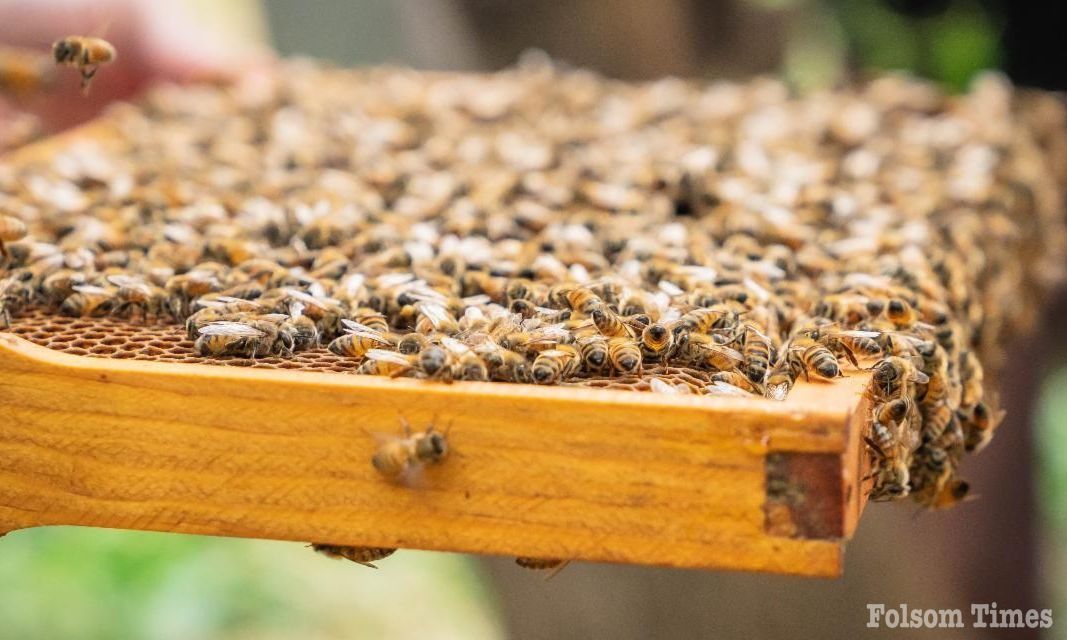 Folsom Zoo, Ruby’s Books celebrates National Honey Bee Day at the zoo Saturday