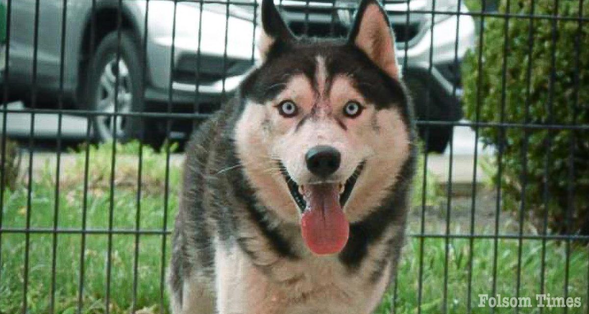 Shelter Pet Spotlight: Sherman the Husky is ready to play