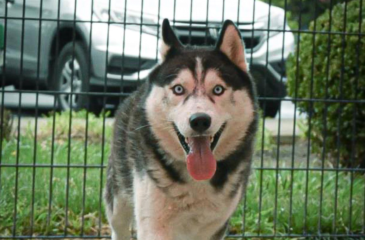 Shelter Pet Spotlight: Sherman the Husky is ready to play