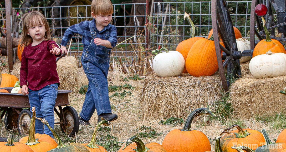 A Folsom tradition: Zittel Farms ready for 48th Pumpkin pickin’ season