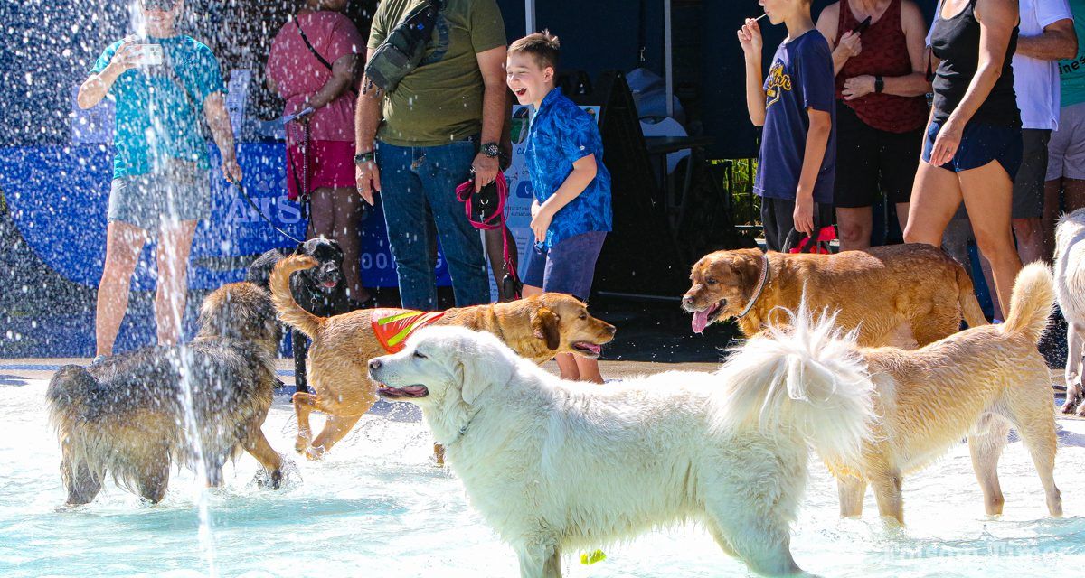 Bark, splash, repeat; Folsom’s pool goes to the dogs Saturday