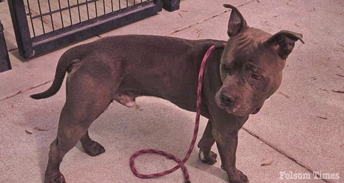 Shelter Pet Spotlight: Meet smiling Dempsey who’s ready for walks