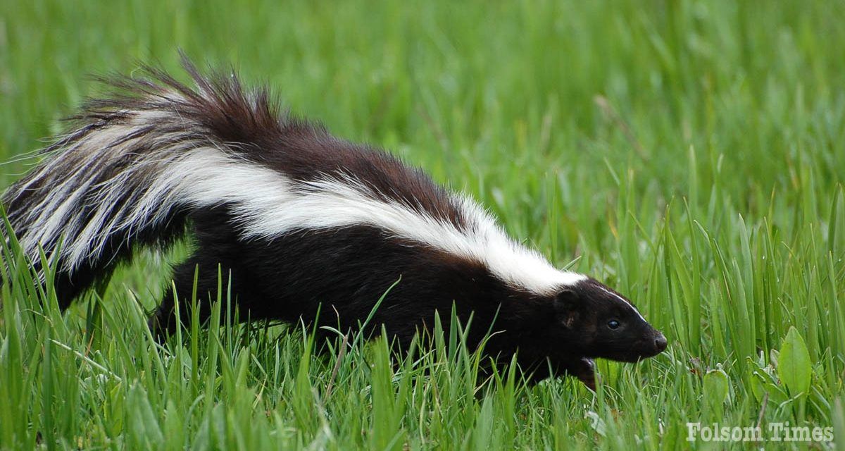 Caution urged after skunks test positive for rabies near Sacramento Zoo