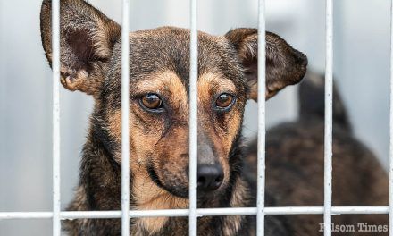 Sacramento County partners with Citrus Heights to expand animal services