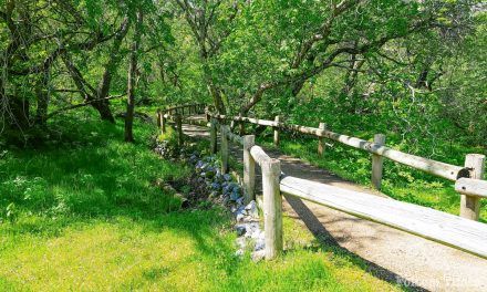 Day Hiker: Explore Folsom’s Oaks Nature Trail SRA