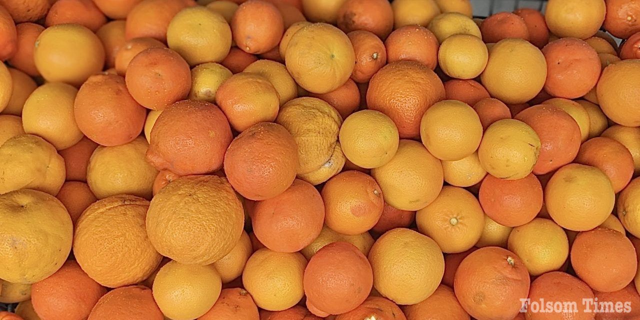 Folsom Food Bank Collects Over 1,200 lbs of Citrus to Feed Community