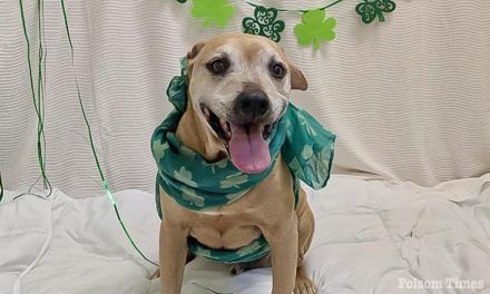 Shelter Pet Spotlight: Gentle senior Brownie seeks forever home