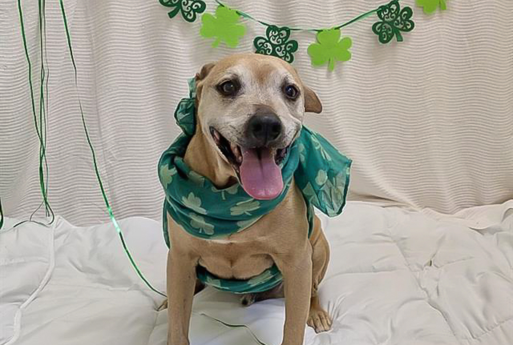 Shelter Pet Spotlight: Gentle senior Brownie seeks forever home