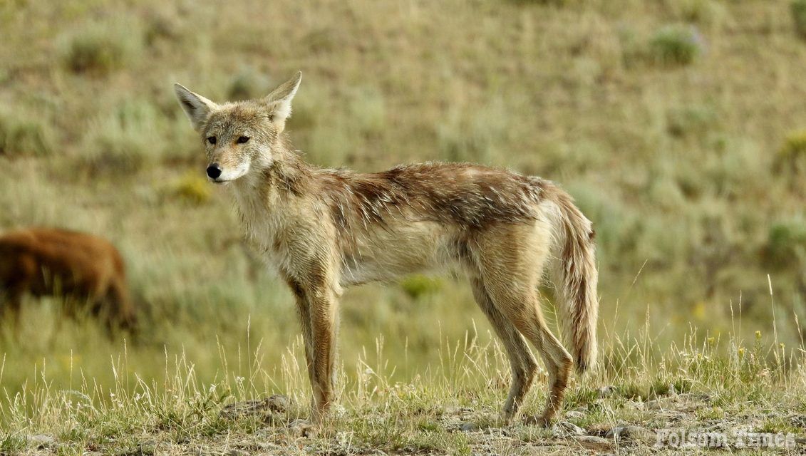 Folsom shares safety tips as area coyote sightings increase