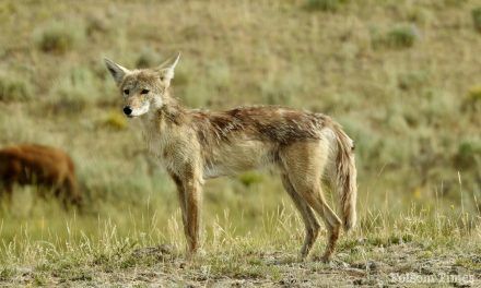 Folsom shares safety tips as area coyote sightings increase