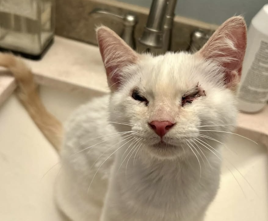 Local shelter needs community’s help to save Monkey the cat’s vision