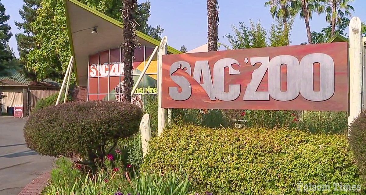 Sacramento Zoo cancels relocation plans amidst financial shortfalls