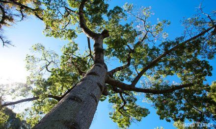 Folsom earns Tree City USA designation for 19th Consecutive Year